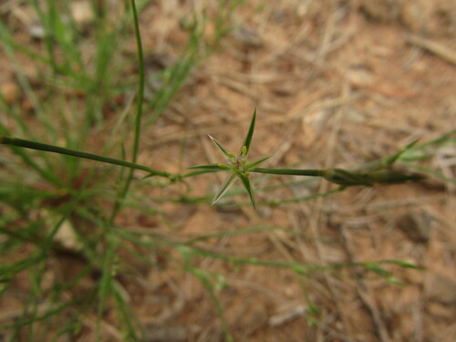 Toad rush (Juncus bufonius)