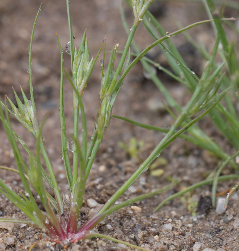 Toad rush (Juncus bufonius)