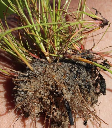 Toad rush (Juncus bufonius)