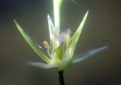 Toad rush (Juncus bufonius)