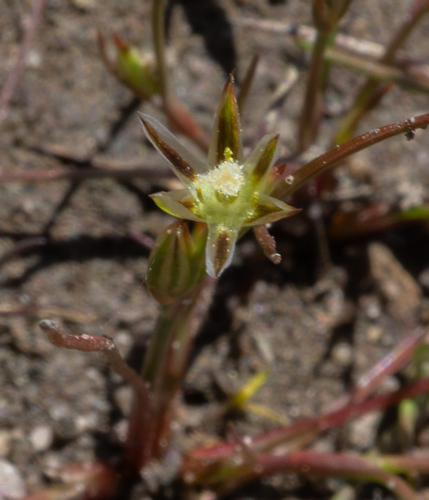 Toad rush (Juncus bufonius)