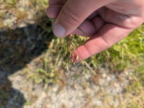 Toad rush (Juncus bufonius)
