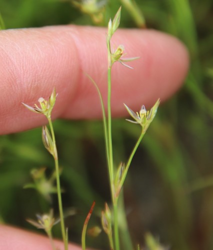 Toad rush (Juncus bufonius)