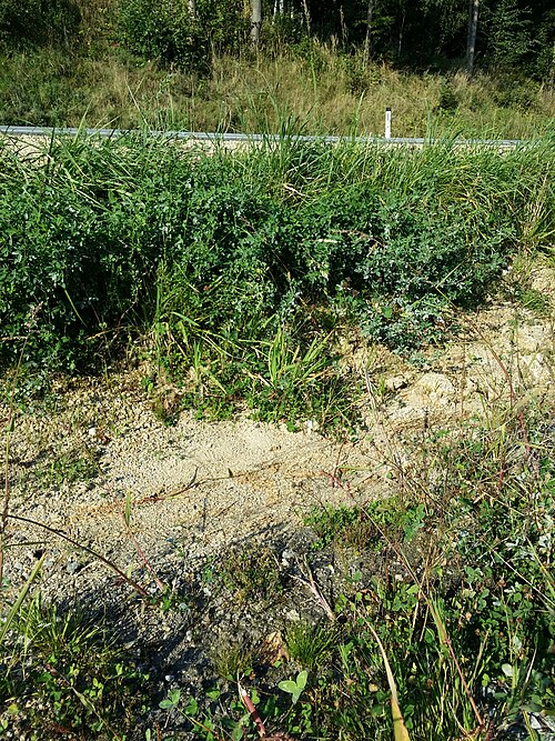 Toad rush: Habitat Taxonym: Isolepis setacea and Juncus bufonius ss Fischer et al. EfÖLS 2008 ISBN 978-3-85474-187-9 Location: Hörmannsberg NW Kottinghörmanns, district Gm