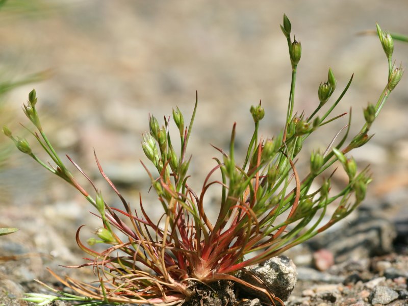 Toad rush: Kröten-Binse