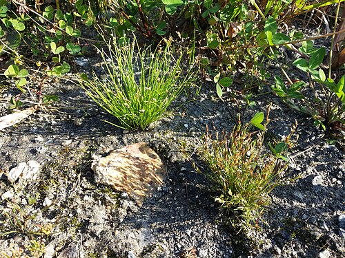 Toad rush: Habitus Taxonym: Isolepis setacea and Juncus bufonius ss Fischer et al. EfÖLS 2008 ISBN 978-3-85474-187-9 Location: Hörmannsberg NW Kottinghörmanns, district Gm