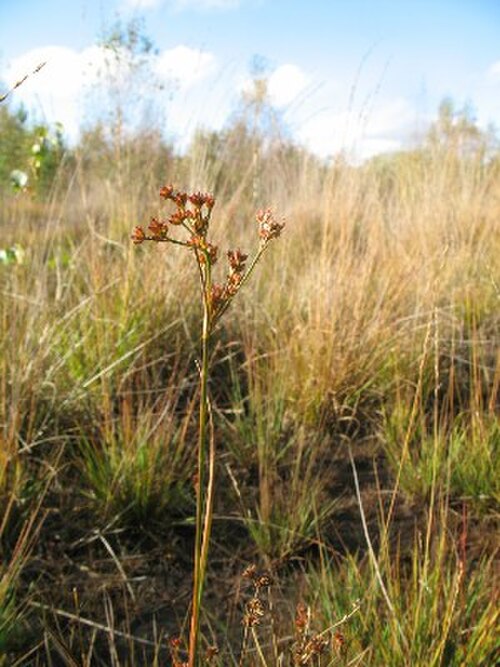 Canadian rush: Juncus canadensis