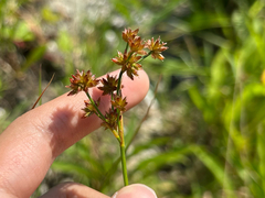 Canadian rush (Juncus canadensis)