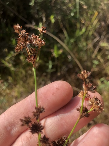 Canadian rush (Juncus canadensis)
