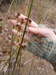 Canadian rush (Juncus canadensis)