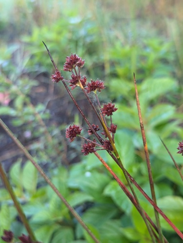 Canadian rush (Juncus canadensis)