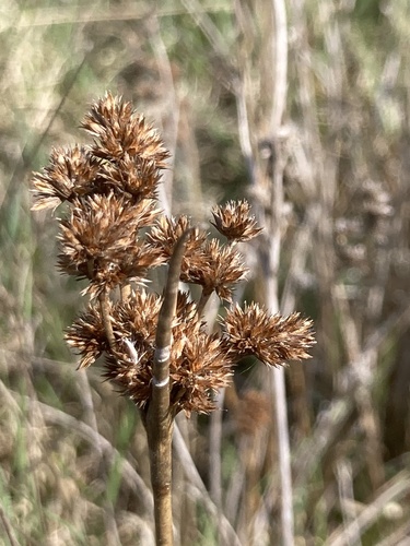 Canadian rush (Juncus canadensis)