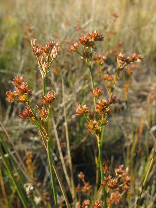 Canadian rush: Juncus canadensis