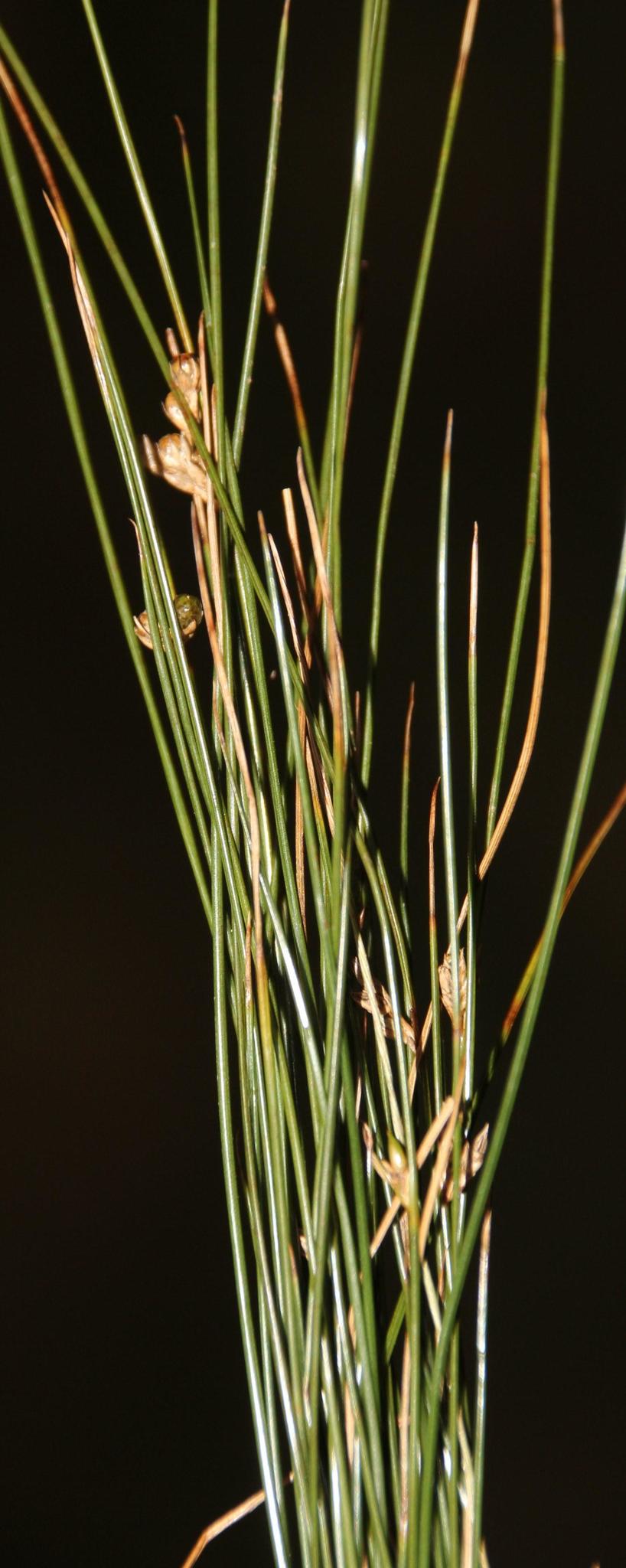 Juncus capillaceus: Photo of Juncus capillaceus uploaded from iNaturalist .