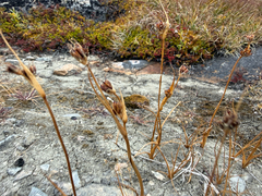 Chestnut rush (Juncus castaneus)