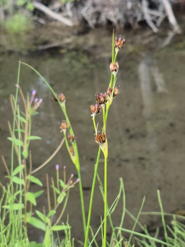 Chestnut rush (Juncus castaneus)