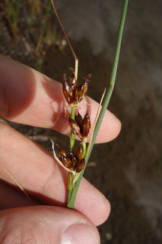 Chestnut rush (Juncus castaneus)