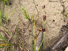 Chestnut rush (Juncus castaneus)