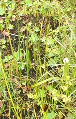 Chestnut rush (Juncus castaneus)