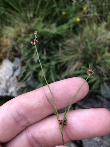 Chestnut rush (Juncus castaneus)