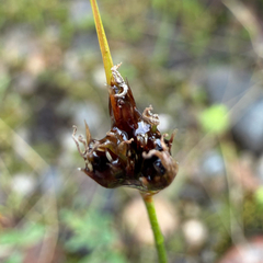 Chestnut rush (Juncus castaneus)