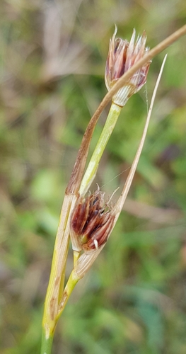 Chestnut rush (Juncus castaneus)
