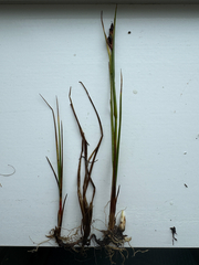 Chestnut rush (Juncus castaneus)