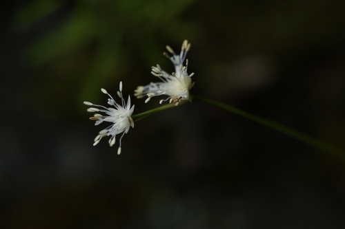 Juncus concinnus (Juncus concinnus)