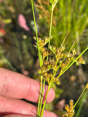 Colorado rush (Juncus confusus)