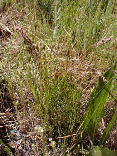 Colorado rush (Juncus confusus)