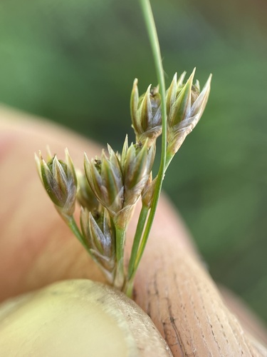 Colorado rush (Juncus confusus)