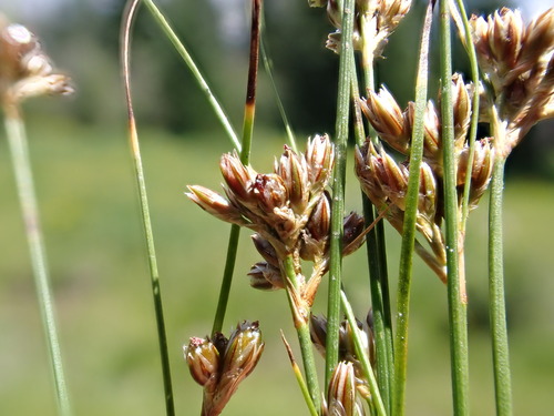 Colorado rush (Juncus confusus)