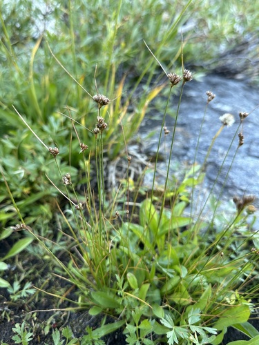 Colorado rush (Juncus confusus)