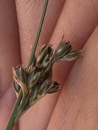 Colorado rush (Juncus confusus)