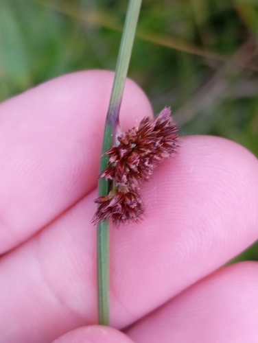 Compact rush (Juncus conglomeratus)