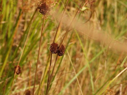 Compact rush (Juncus conglomeratus)