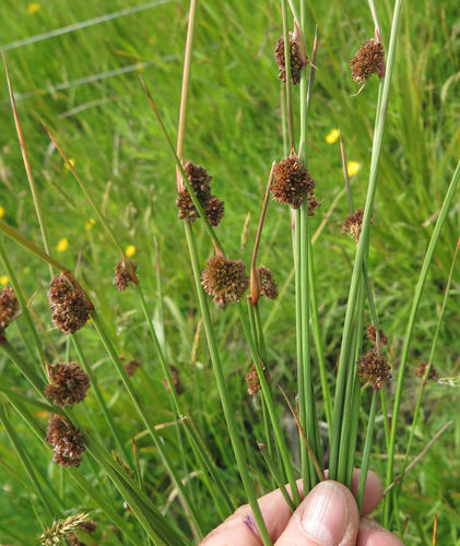 Compact rush (Juncus conglomeratus)
