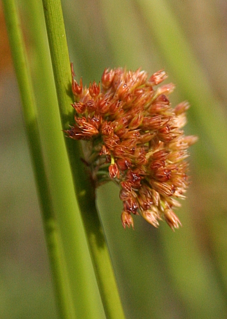 Compact rush: Compact Rush (Juncus conglomeratus) This is the first time I have looked closely at one of these ubiquitous plants. I am not absolutely sure of the species and 