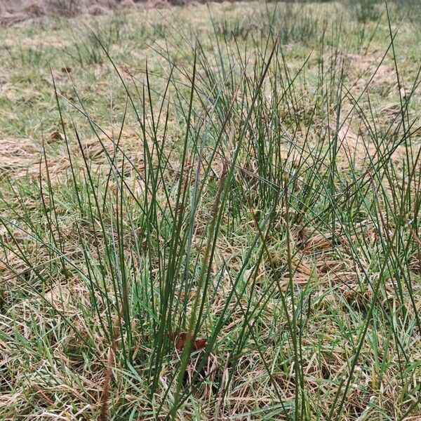 Compact rush (Juncus conglomeratus)