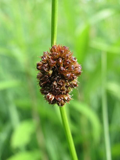 Compact rush: Knäuel-Binse ( Juncus conglomeratus ) im Naturschutzgebiet "St. Arnualer Wiesen"