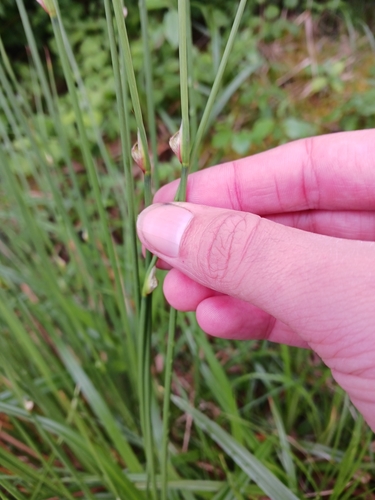 Compact rush (Juncus conglomeratus)