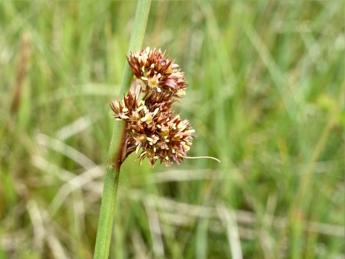Compact rush (Juncus conglomeratus)
