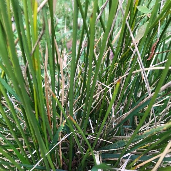 Compact rush (Juncus conglomeratus)