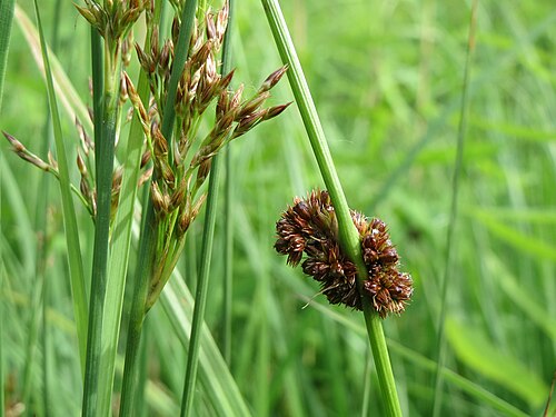 Compact rush: Juncus effusus , the common rush in Schwetzinger Hardt