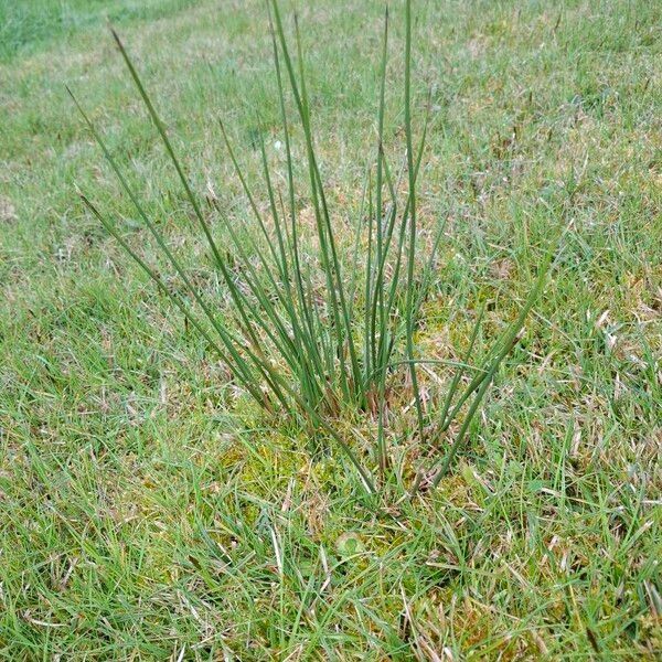 Compact rush (Juncus conglomeratus)
