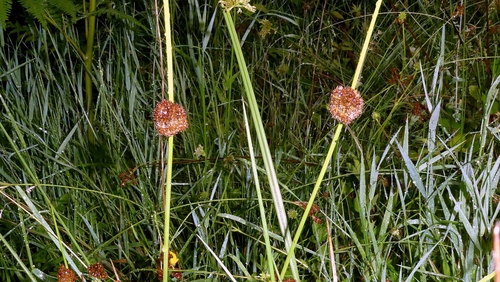Compact rush (Juncus conglomeratus)