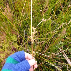 Juncus continuus (Juncus continuus)