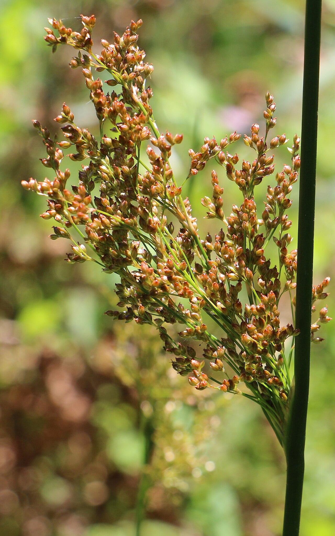 Juncus continuus: likely to be Juncus continuus, as advised by the RB Gardens Sydney. 1.6 metres tall, 60 striations mid culm, continuous pith. Creekside near Dee Why lagoon. Syd