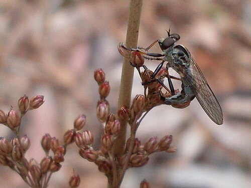 Juncus continuus: A Robber fly (Asilidae) happily going about its business making deposits into a Juncus continuus. Como, NSW, Australia in December 2008.
