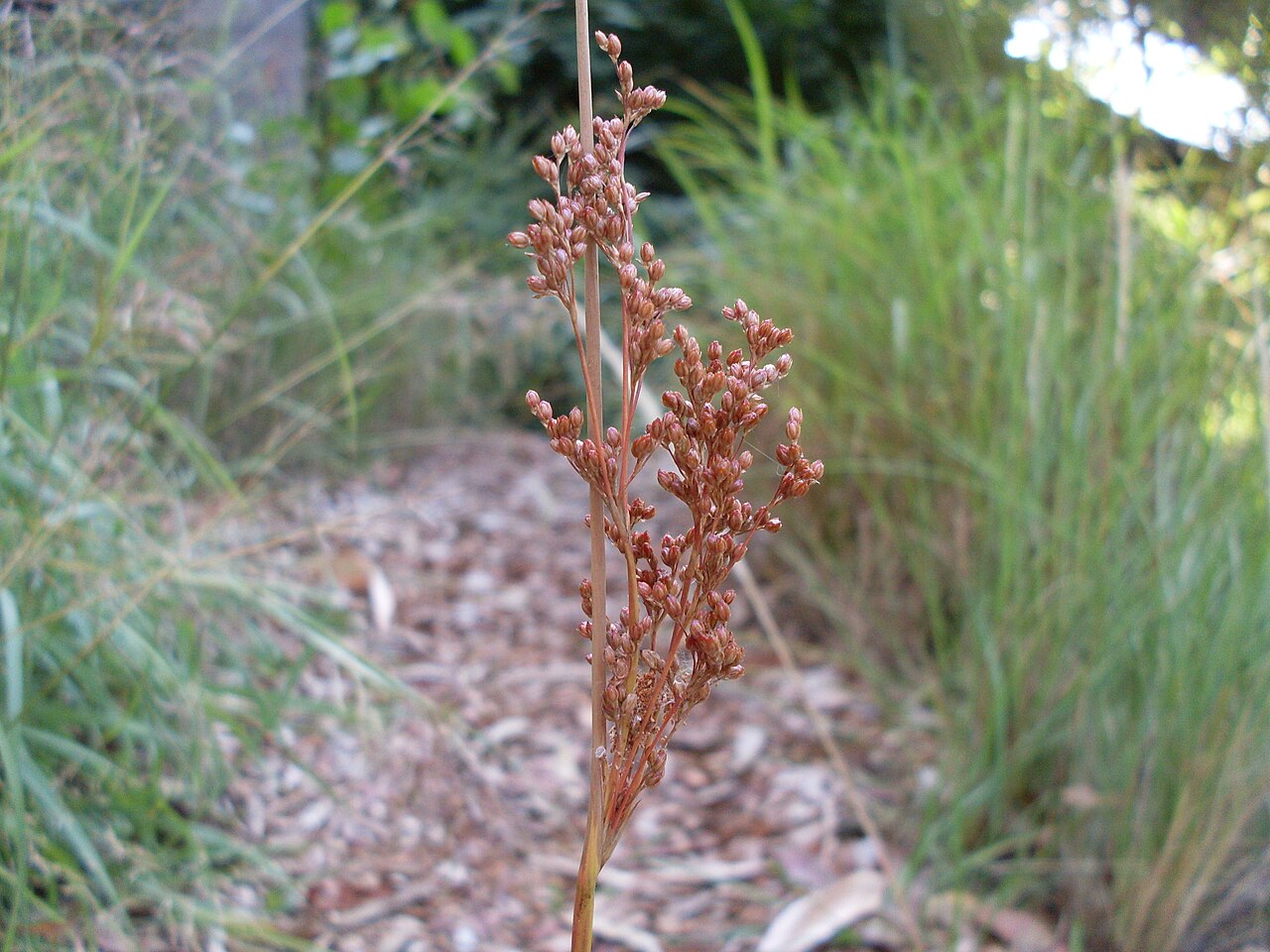 Juncus continuus: Growing on the side of the track. Dharawal Nature Reserve, NSW Australia, December 2008.